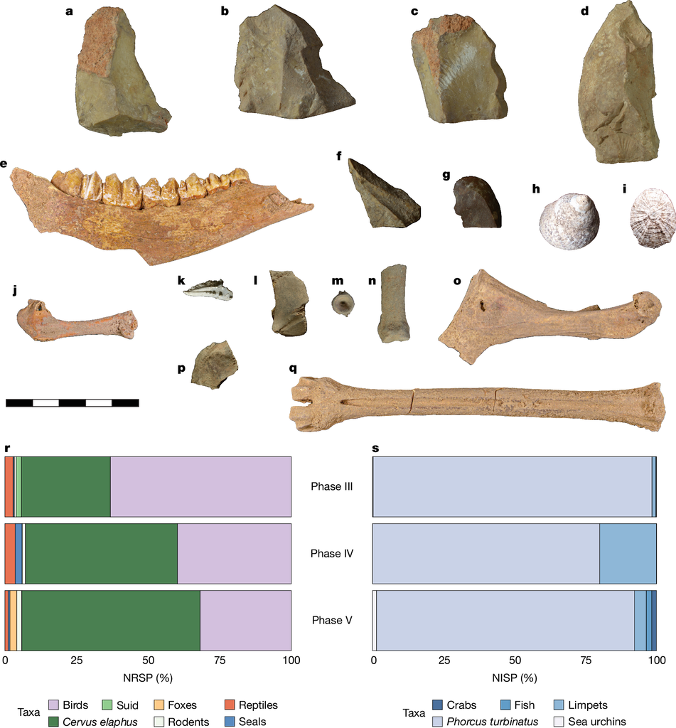 Fundstücke aus der Höhle Latnija auf Malta: bearbeitete Kalksteinabschläge, Unterkiefer und Mittelfußknochen eines Rothirschs, Schalen von Meeresschnecken und Napfschnecken, eine Krabbenschere, Schildkrötenpanzer, ein Fischwirbel, ein Robbenknochen und Vogelknochen.